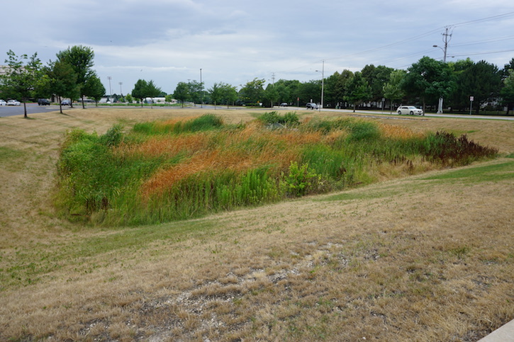 <p>The pond restoration in progress.</p>
