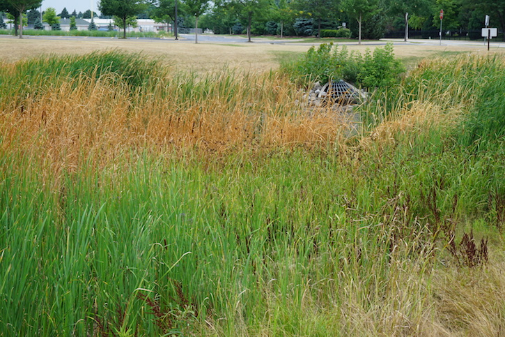 <p>The pond restoration in progress.</p>
