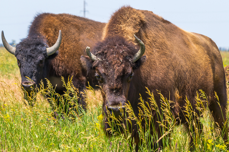 News | Fermilab Herdsmen Teach Bilingual HCS Students About Bison ...